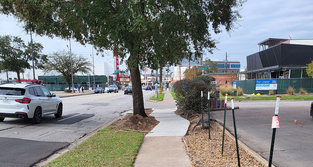 New sidewalk curved around a mature tree