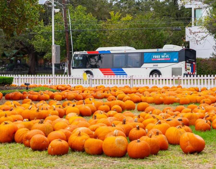 METRO Local Bus traveling near a fall pumpkin patch.