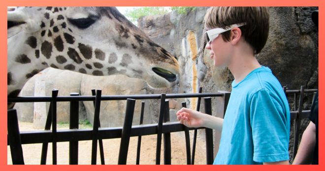 A boy in a blue t-shirt and white sunglasses feeds a Houston Zoo giraffe.